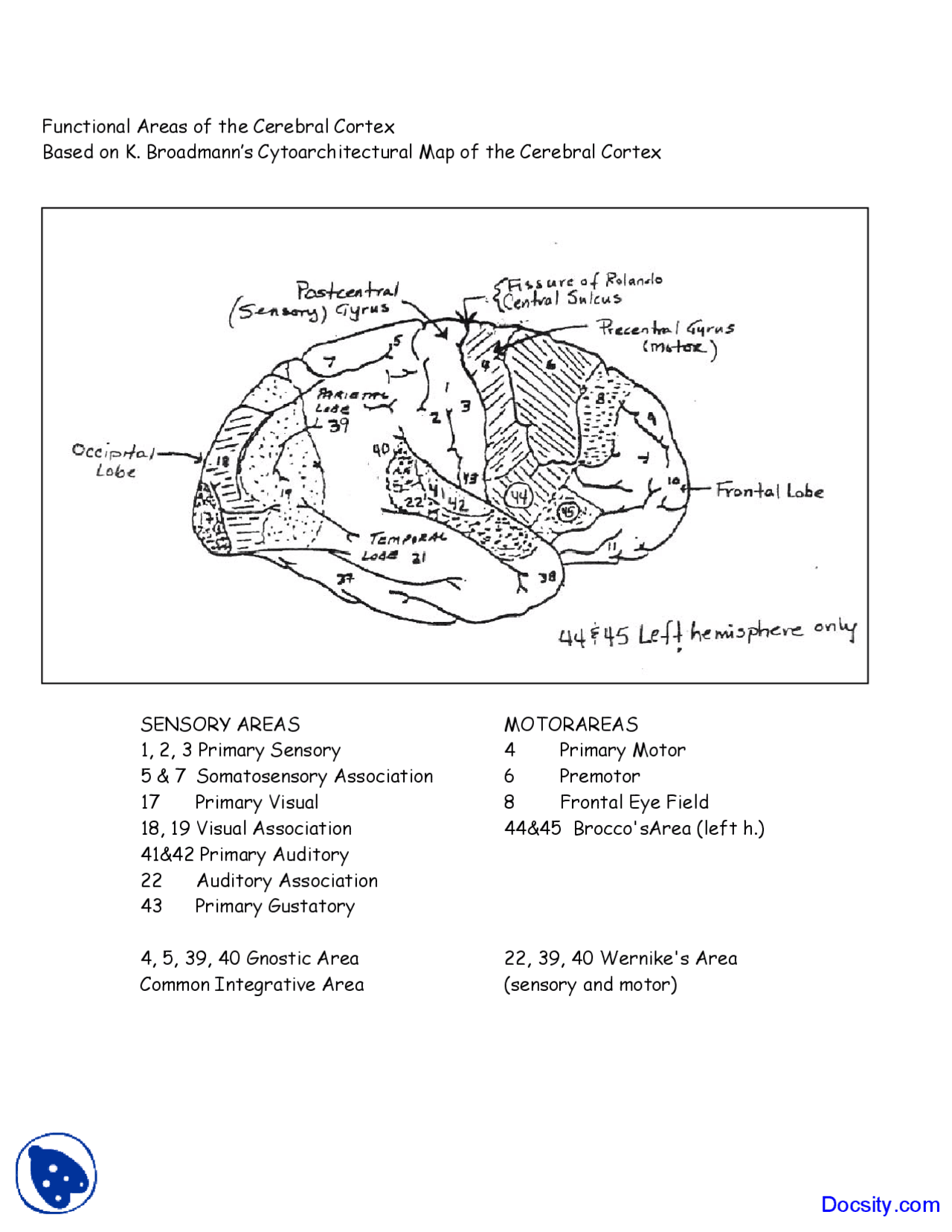 Functional Areas of Cerebral Cortex - Human Anatomy and Physiology ...