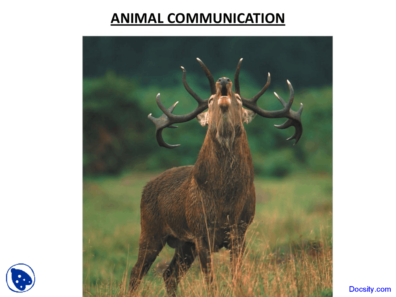 Animal Communication - Animal Behavior - Lecture Slides - Docsity