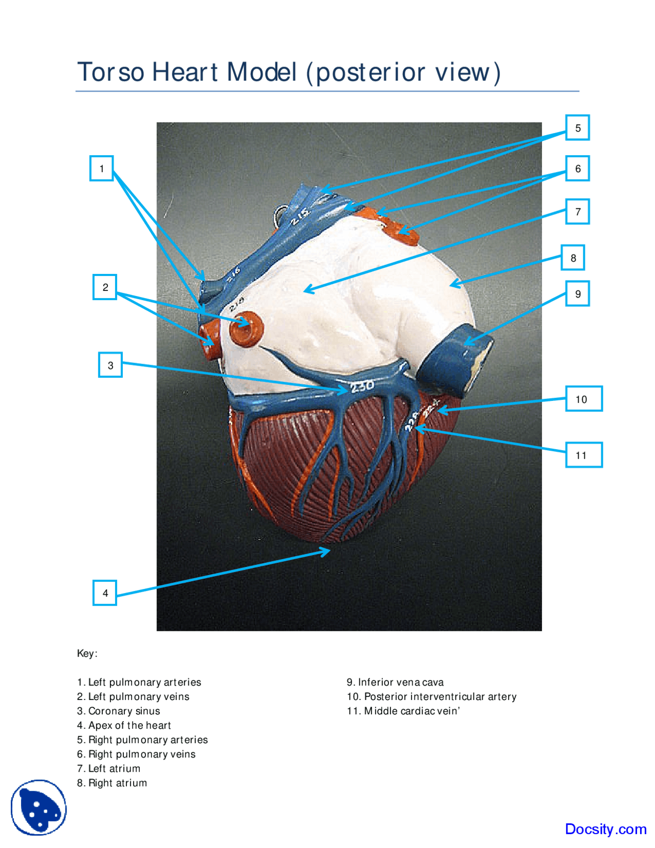 Posterior View Of Torso Heart Model Human Anatomy Handout Docsity