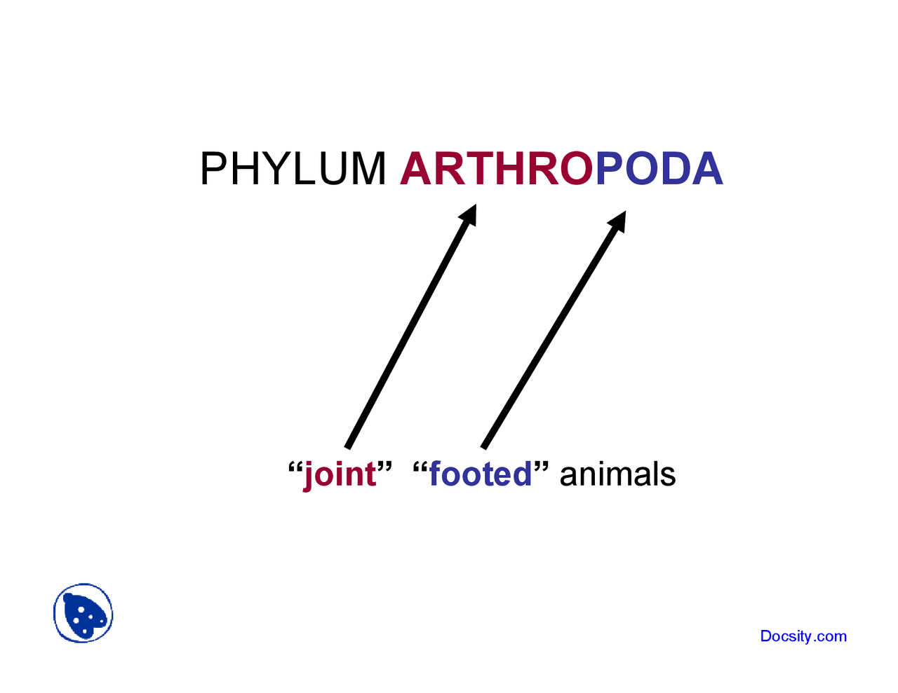Phylum Arthropoda - Zoology - Lecture Slides | Slides Zoology | Docsity