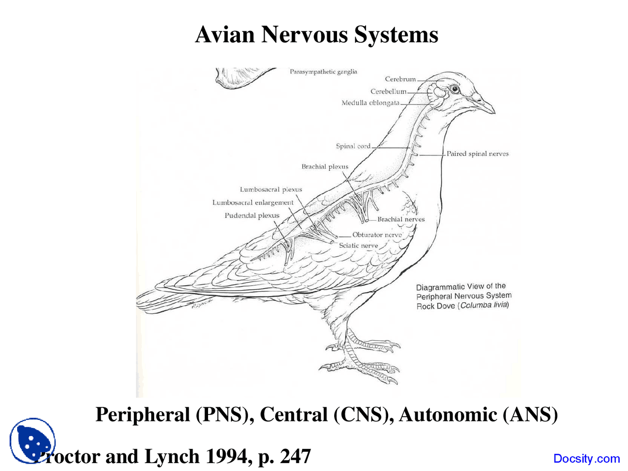 Sistema Nervoso Das Aves - NAZAEDU