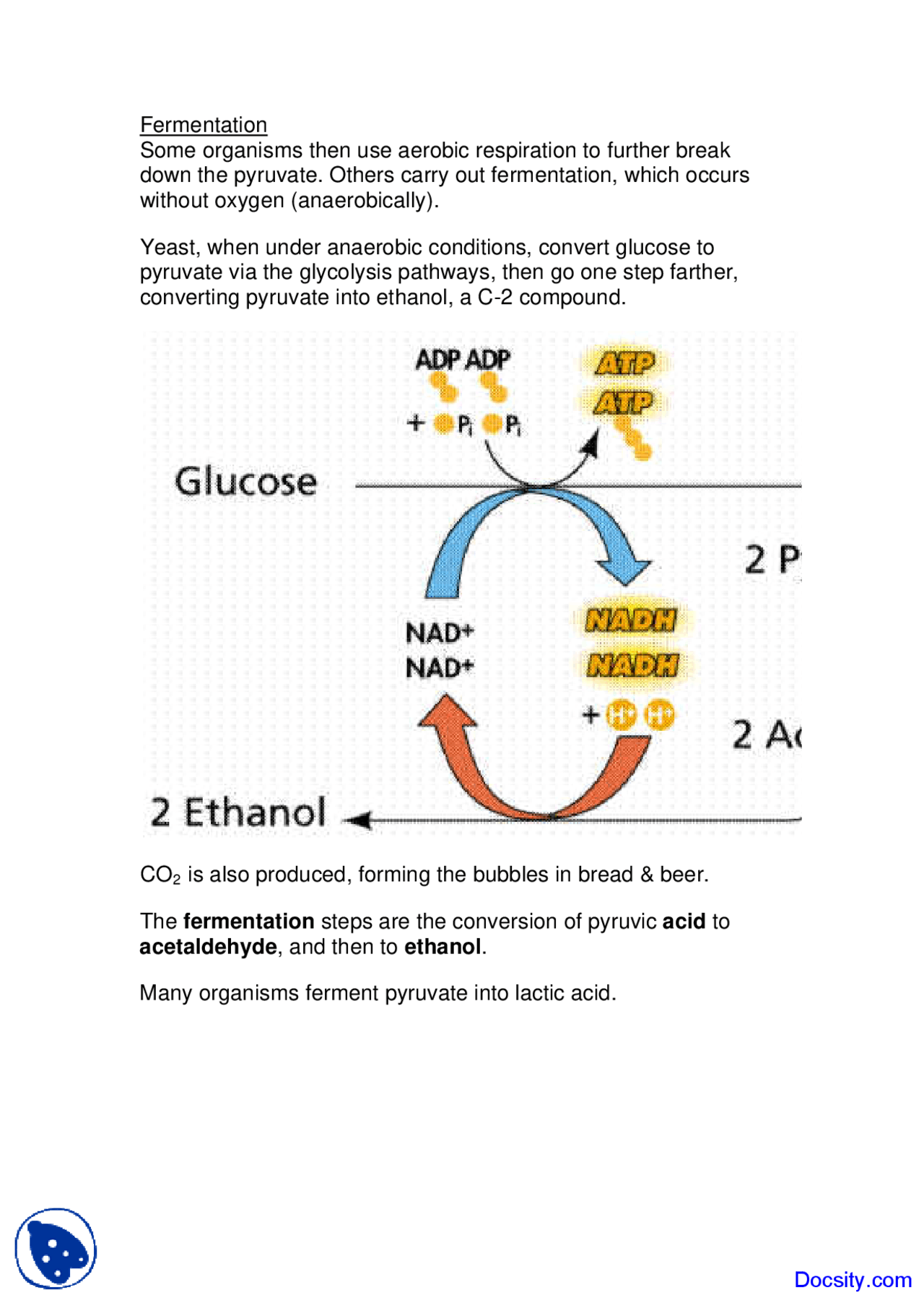 Fermentation - Requirements for Growth and Reproduction - Lecture Notes ...