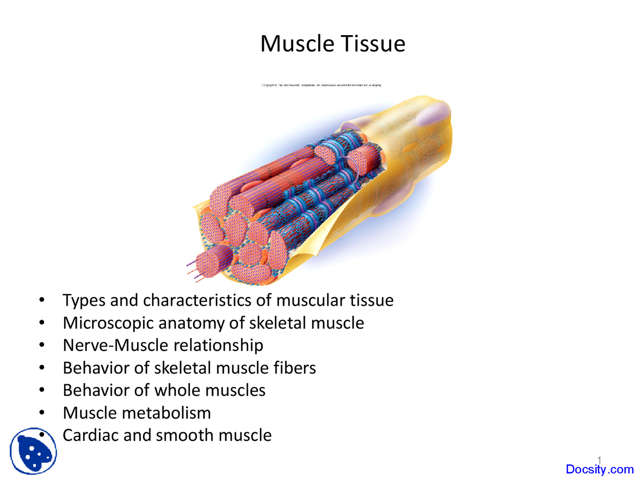 Muscle Tissue General Function Muscle Tissue -Human Physiology and Anatomy - Lecture Slides - Docsity