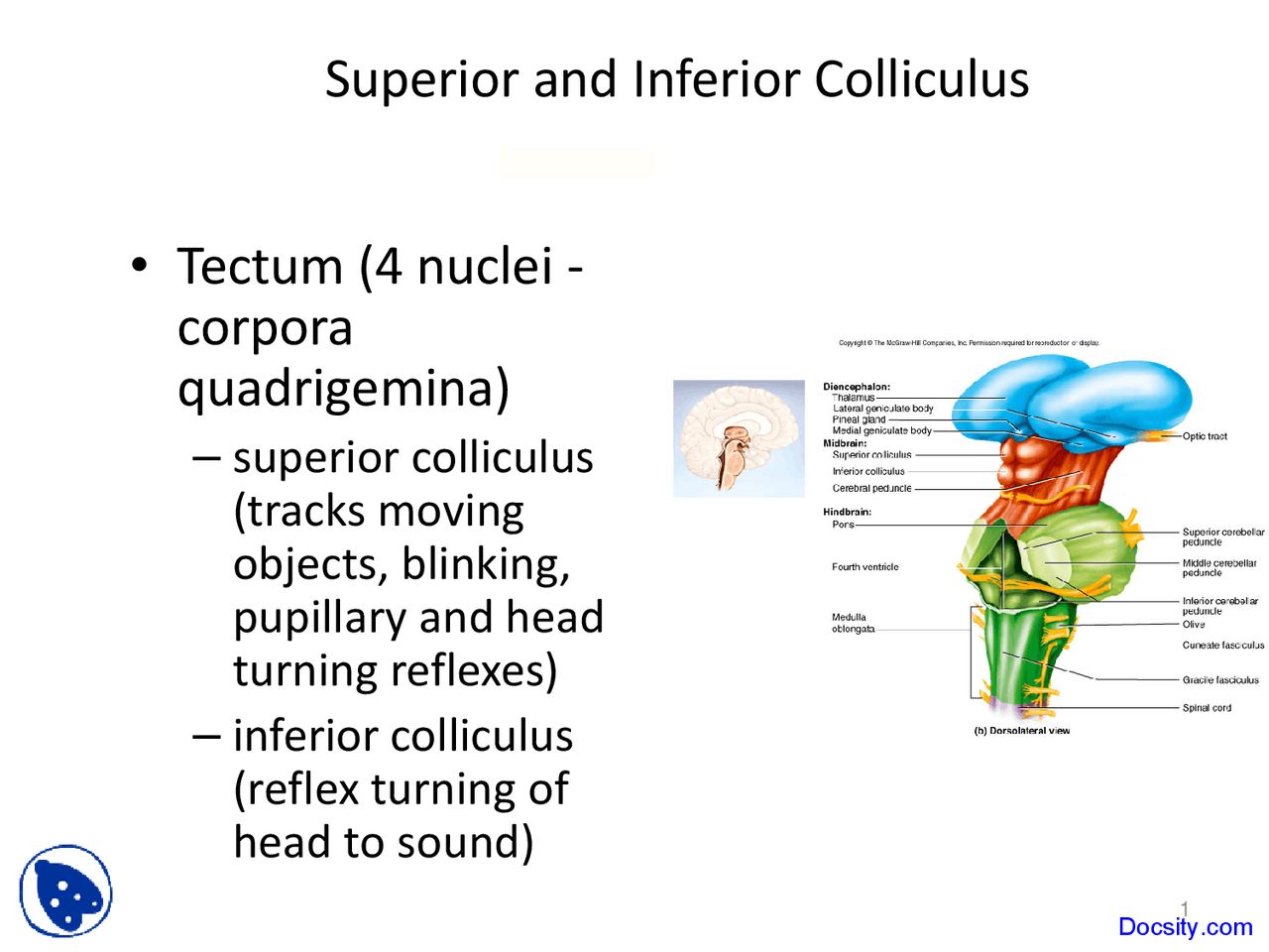 Superior And Inferior Colliculus Human Physiology And Anatomy Superior And Inferior Colliculus Human Physiology And Anatomy