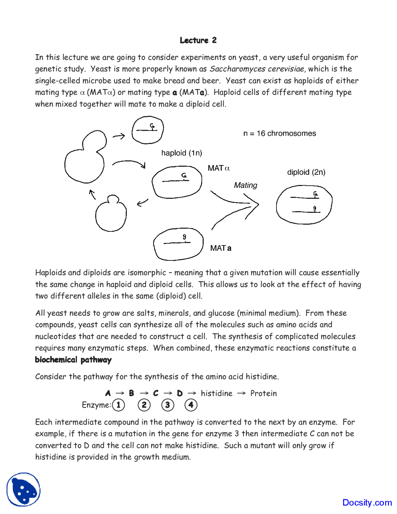 Complementation Test and Gene Function - Cell Biology - Lecture Notes ...