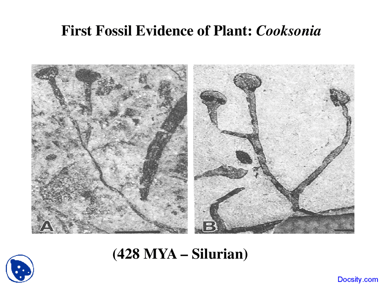 First Fossil Evidence of Plant Evolution and Diversity of Plants