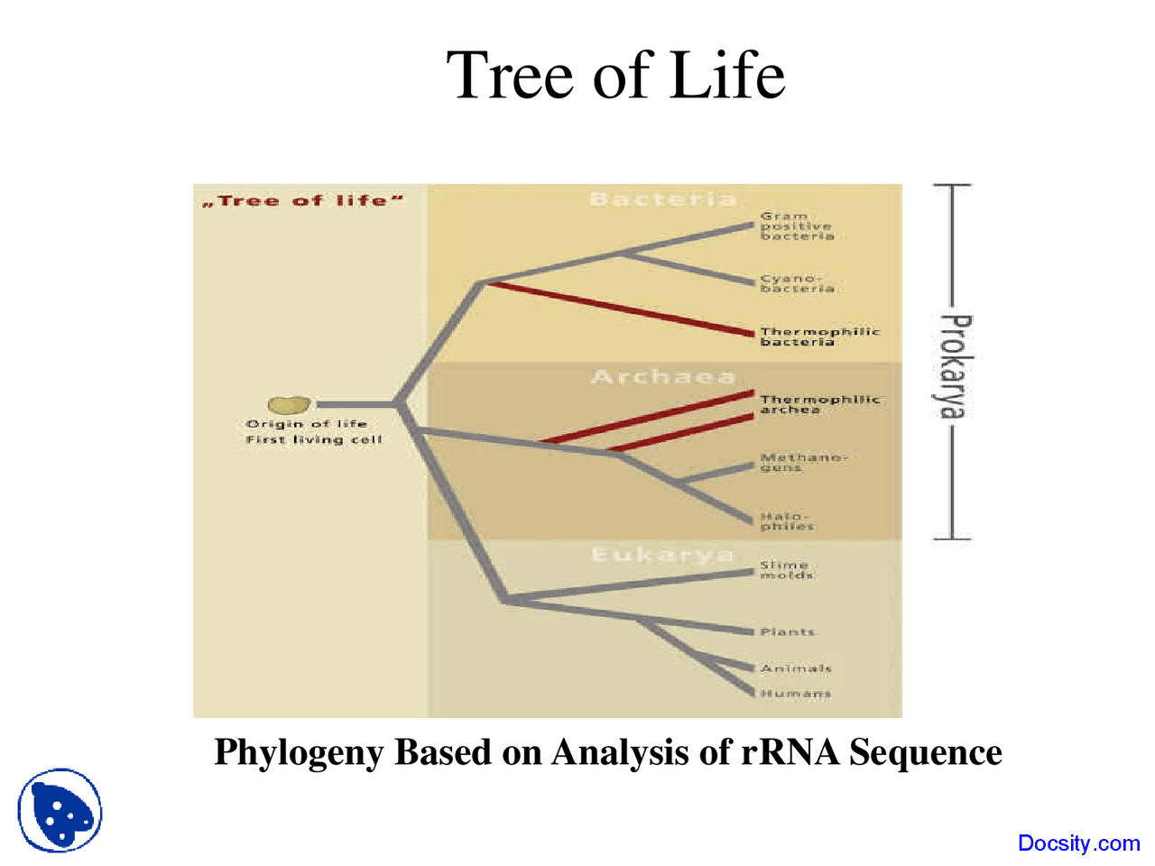 Tree of Life - Evolution and Diversity of Plants - Lecture Slides - Docsity