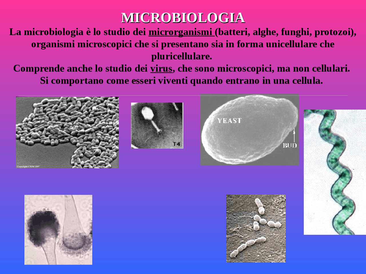 Esempio Di Compito Autentico Di Microbiologia Microbiologia Cellulare - Slides - Microbiologia | Sintesi del corso di