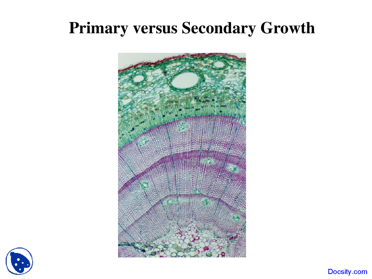 Primary versus Secondary Growth - Plant Biology - Lecture Slides - Docsity