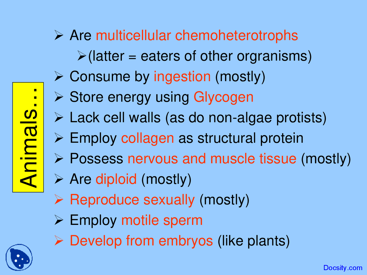 Animals - Introduction to Biology - Lecture Slides - Docsity