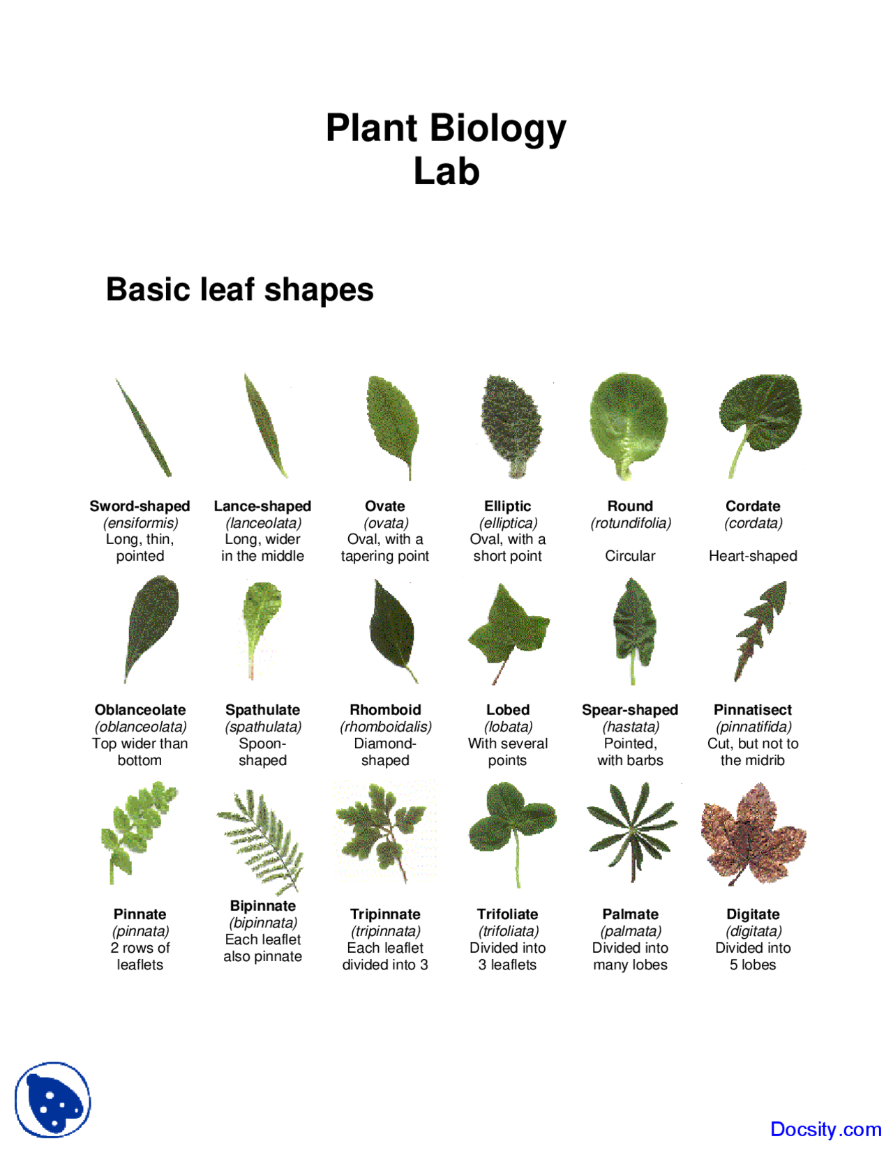 Basic Leaf Shapes - Introduction to Biology - Lab Handout - Docsity