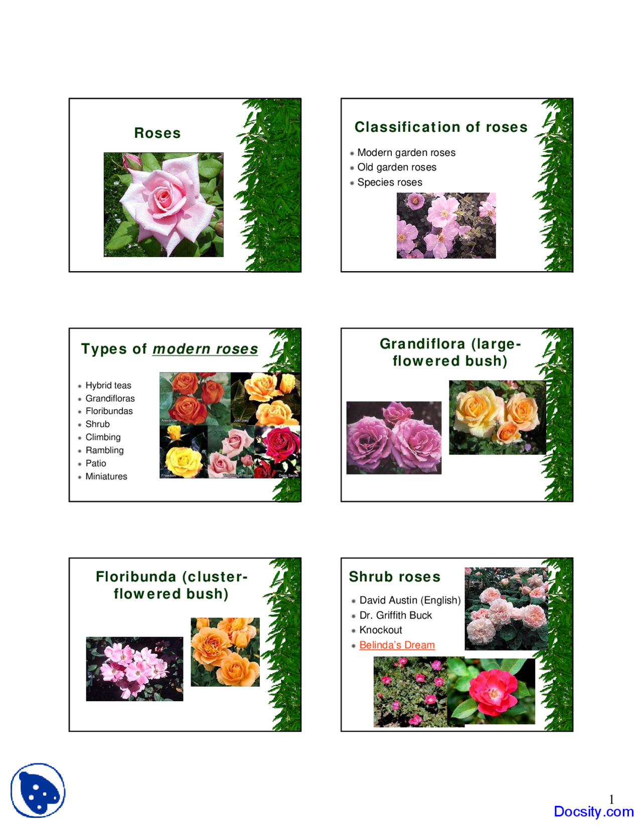 Rose Classification Roses - Plants for Pleasure and Profit - Lecture Slides - Docsity