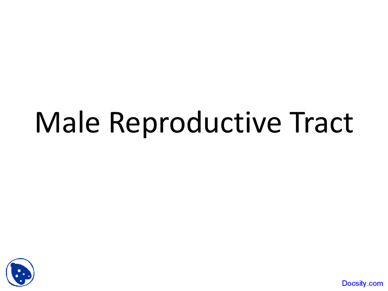Male Reproductive Tract - Animal Science - Lecture Slides - Docsity