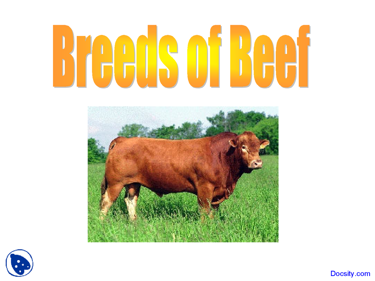 Breeds of Beef Animal Science Lecture Slides Docsity