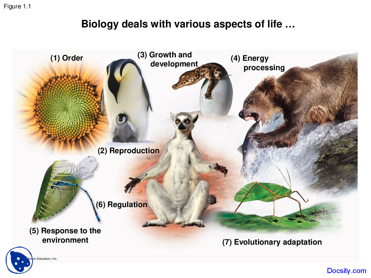 Biological Features Examples Various Aspects - Fundamentals of Biology - Lecture Slides - Docsity