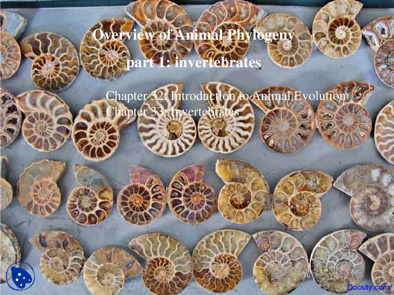 Invertebrates - Exploring Biology - Lecture Slides - Docsity