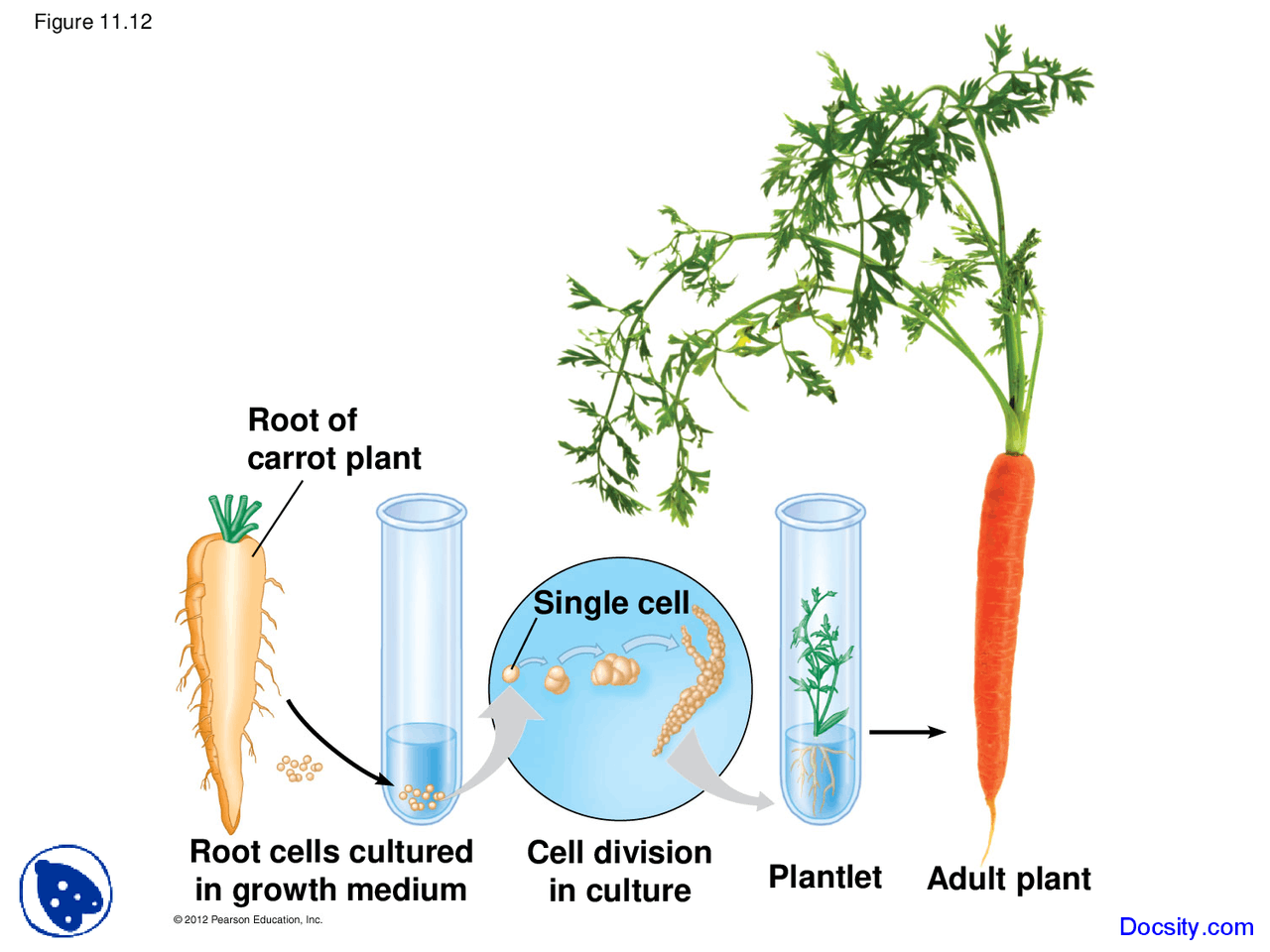 Carrot Process Carrot Plant - Fundamentals of Biology - Lecture Slides - Docsity
