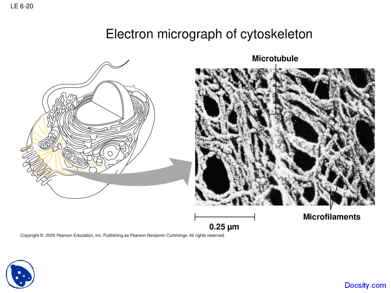 Electron Micrograph Of Cytoskeleton Fundamentals Of Biology Lecture Electron Micrograph Of Cytoskeleton Fundamentals Of Biology Lecture
