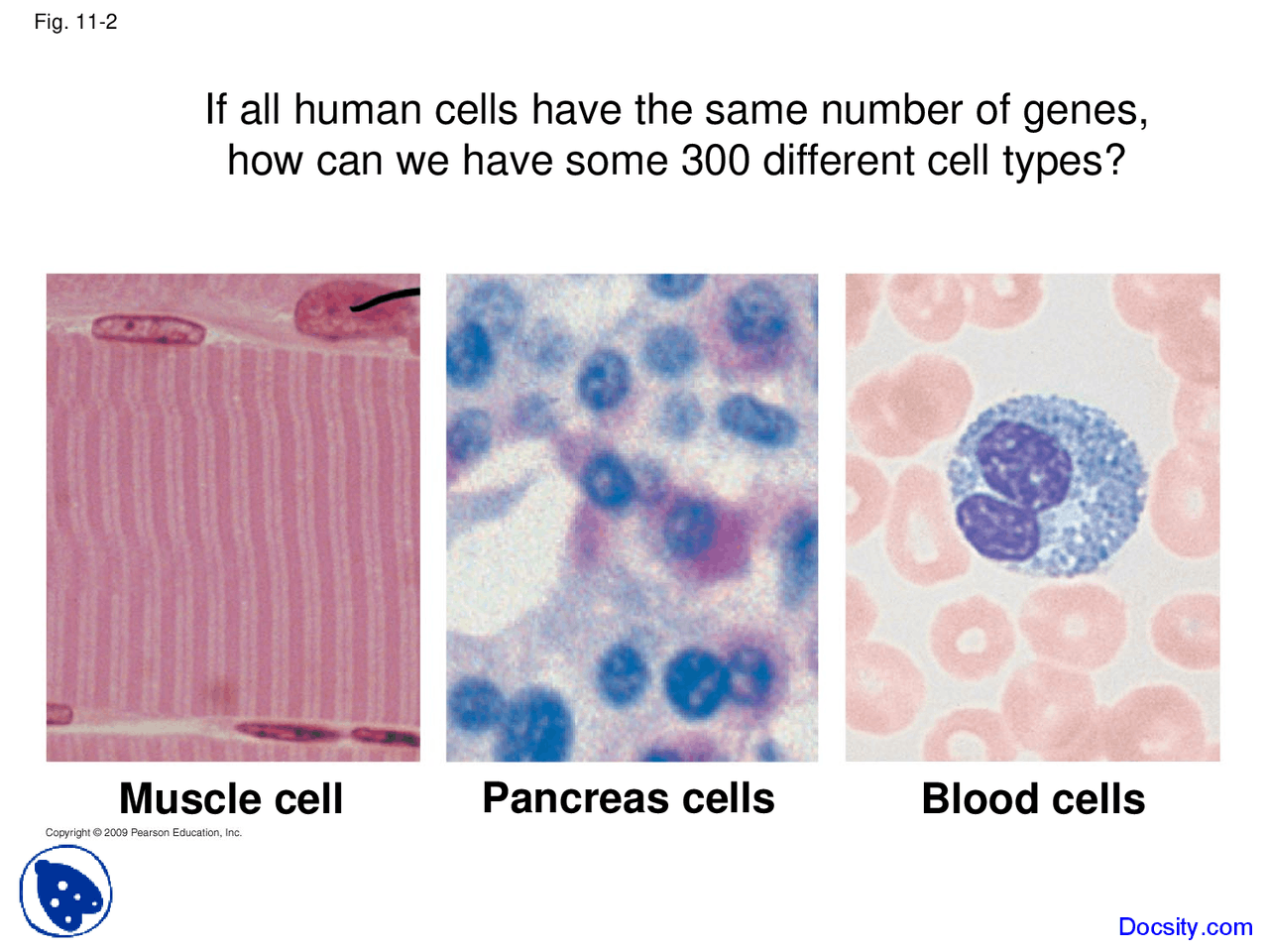 Cell Types - Fundamentals of Biology - Lecture Slides - Docsity