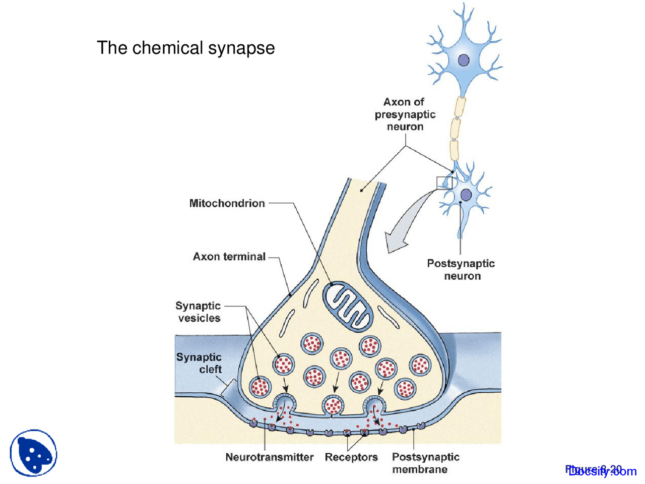 Chemical Synapse Fundamentals of Biology Lecture Slides Docsity Chemical Synapse Fundamentals of Biology Lecture Slides Docsity