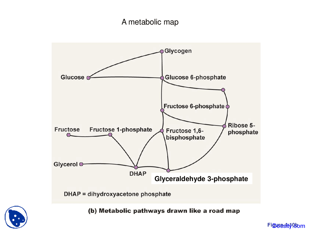 Metabolic Map.pdf Metabolic Map - Fundamentals of Biology - Lecture Slides - Docsity