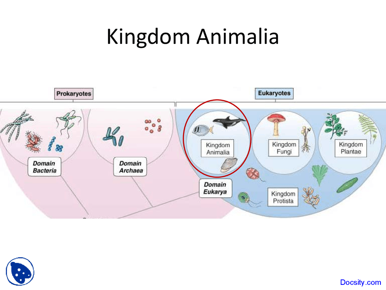 Kingdom Animalia - Marine Biology - Lecture Slides - Docsity