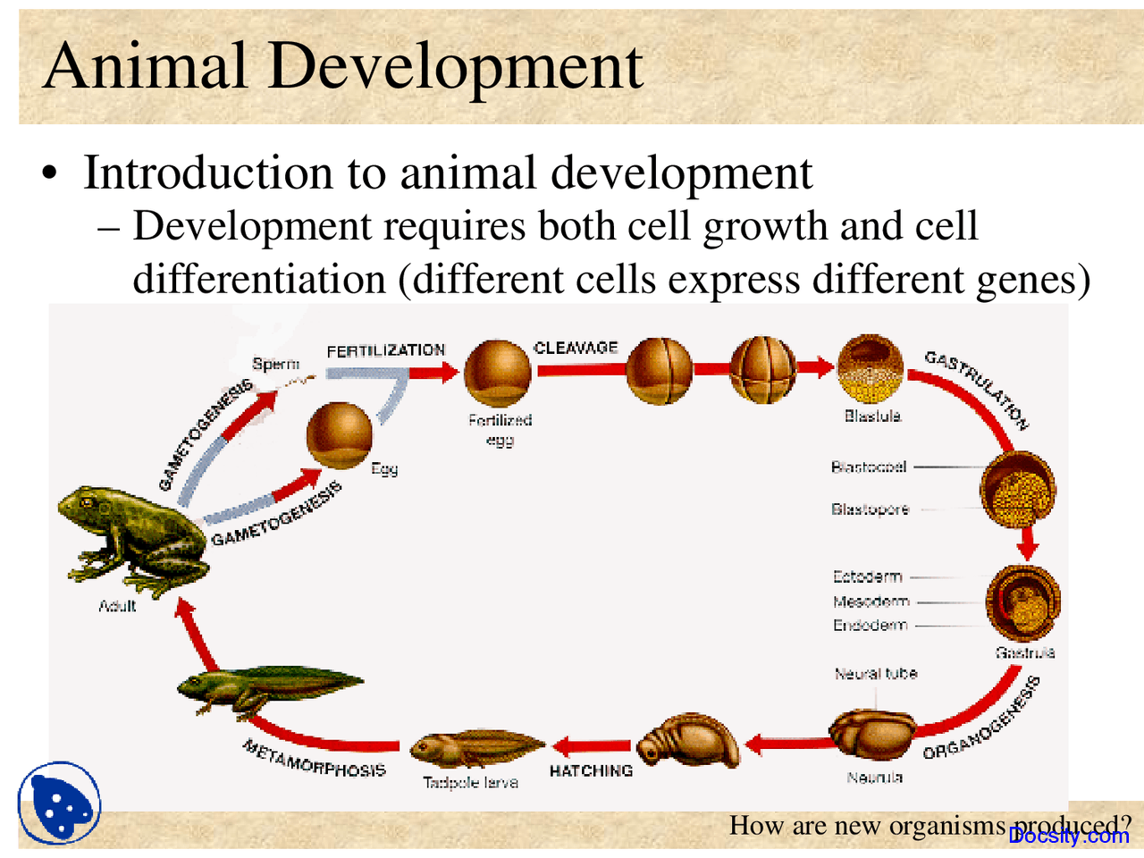 Animal Development - Principles of Biology - Lecture Slides - Docsity