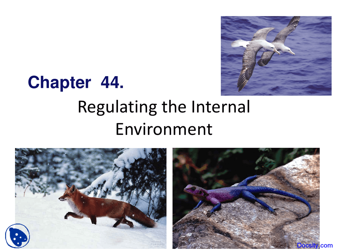 Internal Environment - Application of Biology - Lecture Slides - Docsity