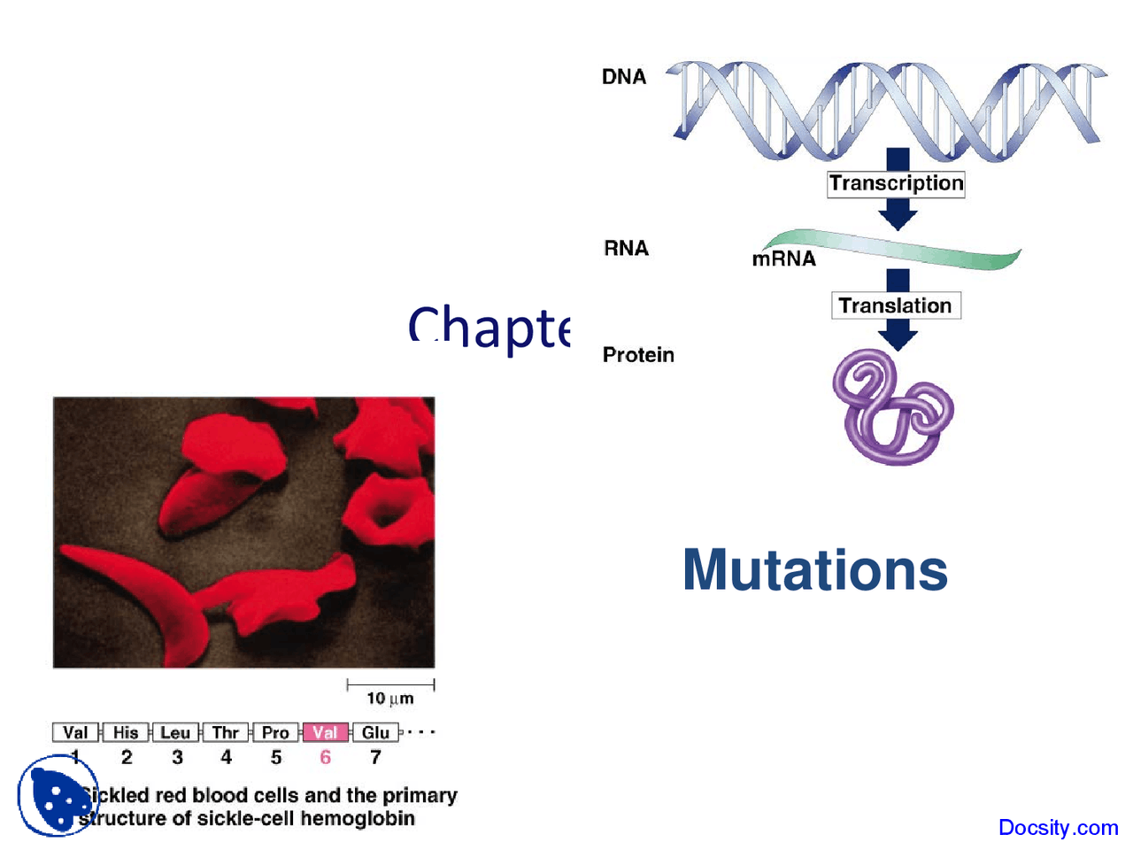 Mutations - Application of Biology - Lecture Slides - Docsity