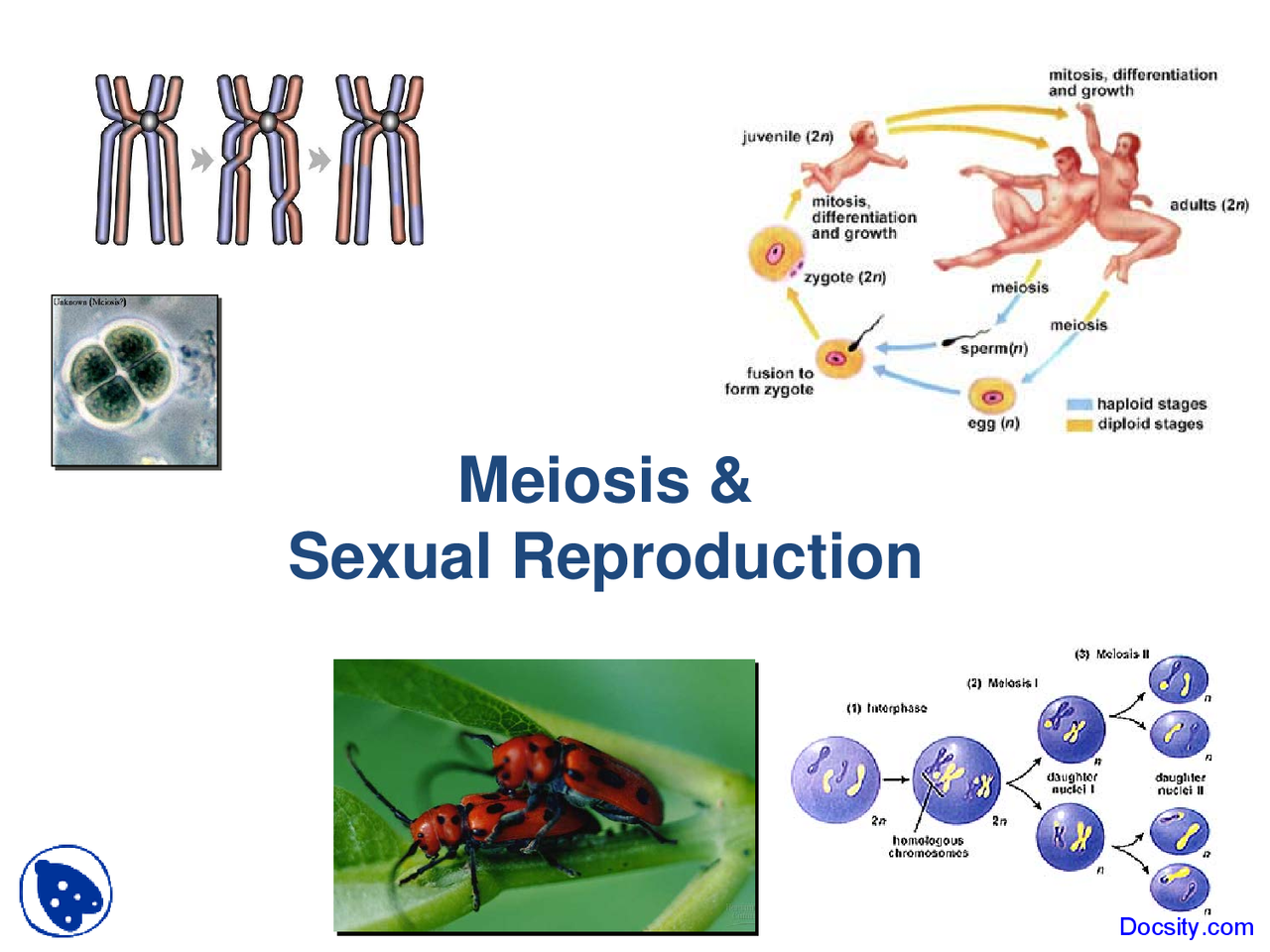 Why Does Sexual Reproduction Require Both Meiosis And Syngamy