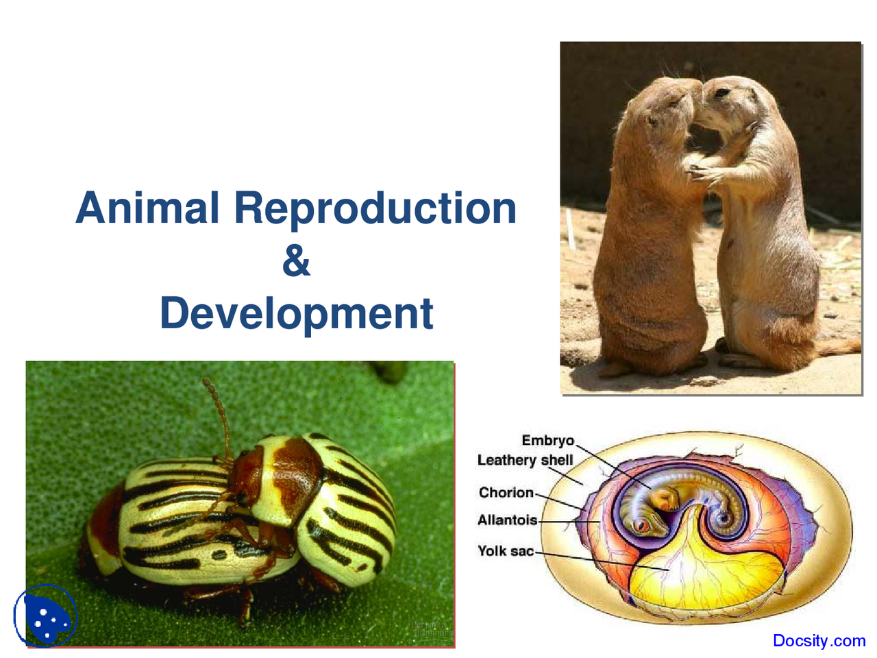 Animal Reproduction - Application of Biology - Lecture Slides - Docsity