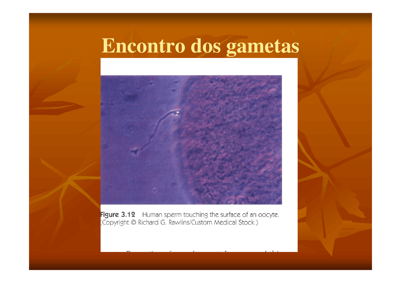 O encontro dos gametas - Apostilas - Psicologia Parte2 - Docsity