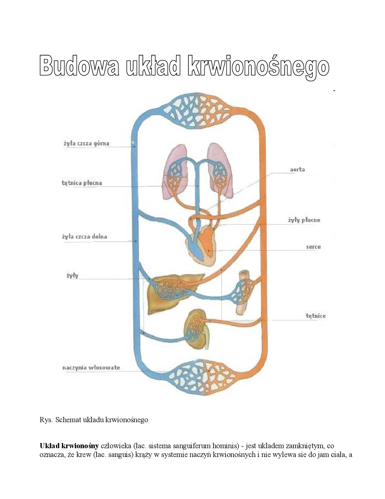 Budowa układu krwionośnego - Notatki - Biologia | Notatki Biologia