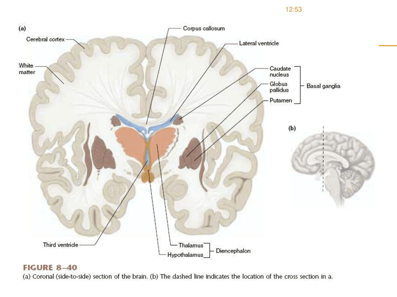 Control motor - Apuntes - Neurología - Parte3 - Docsity