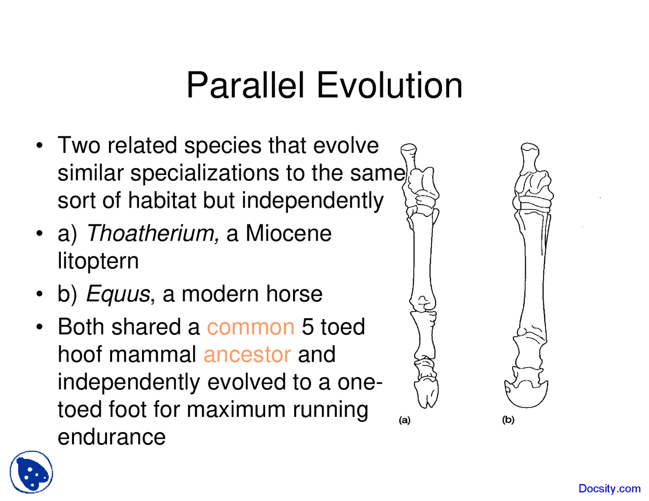 Parallel Evolution - Environmental Geology - Lecture Slides - Docsity