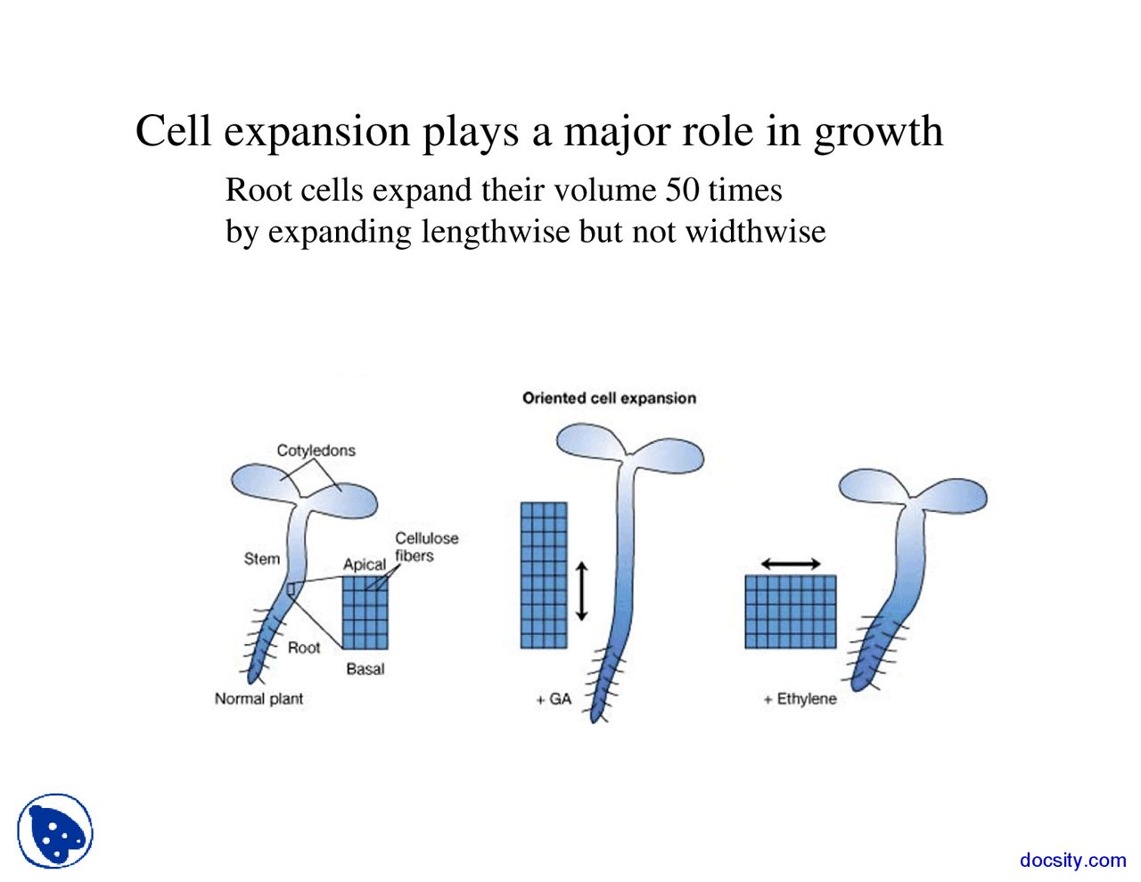 Cell Expansion - The Beginning of Life - Lecture Slides | Slides Life ...
