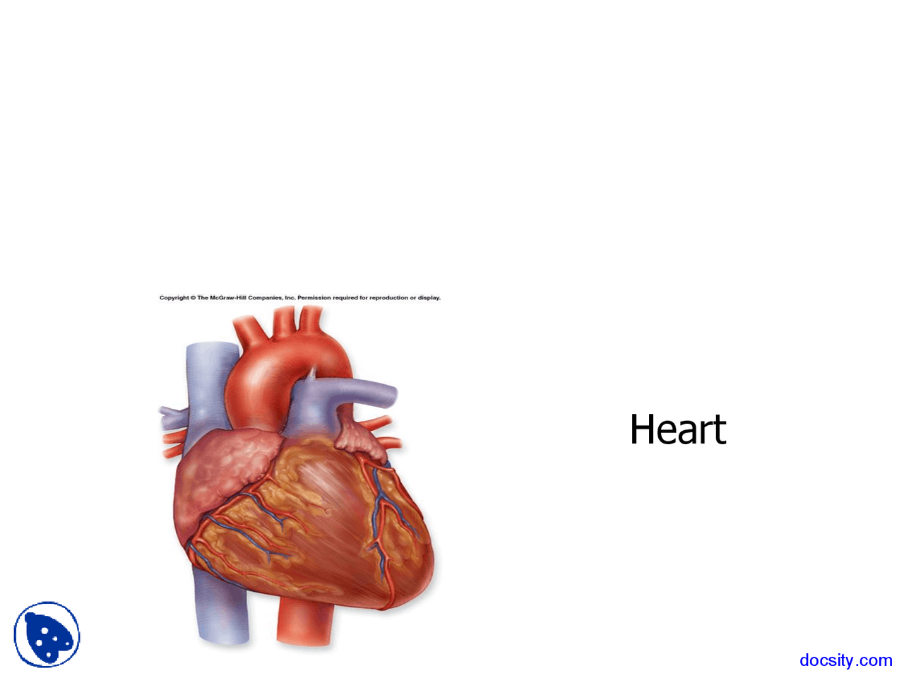 Heart - Basic Human Anatomy - Lecture Slides - Docsity