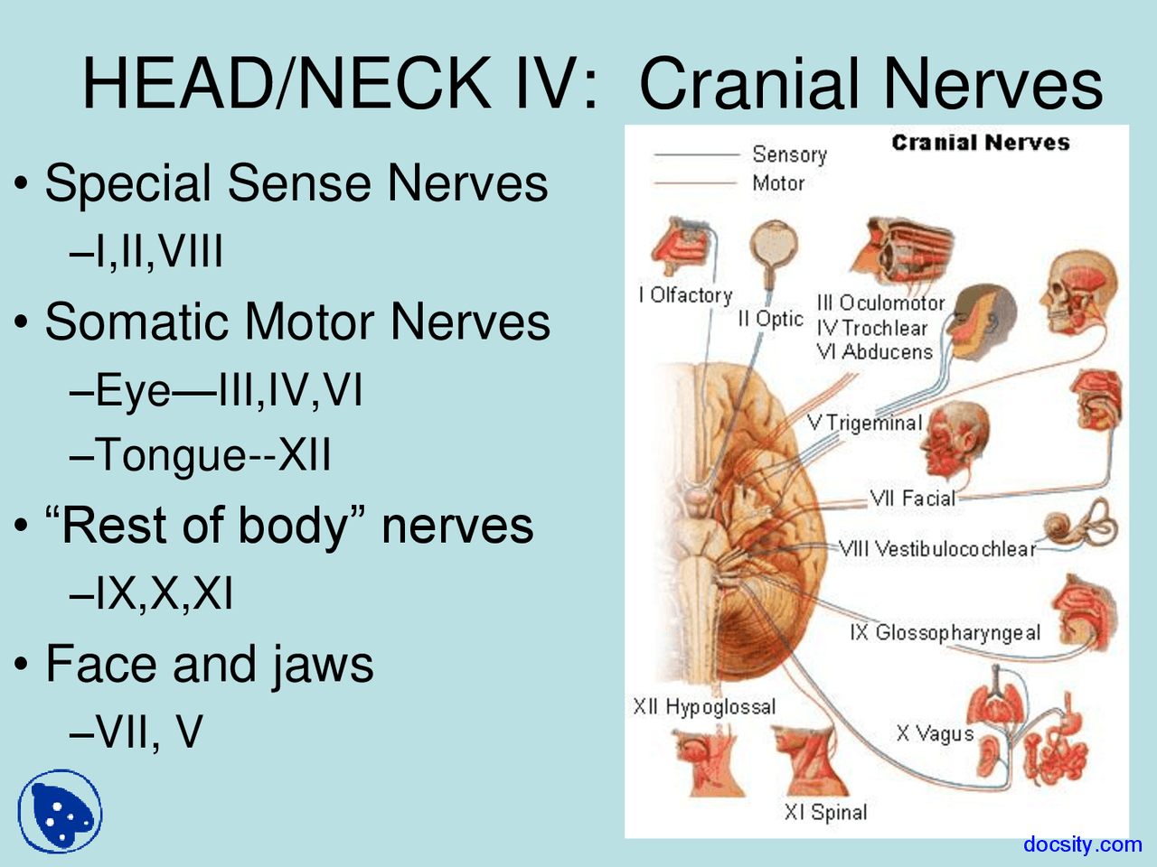 Basic Human Anatomy Biology Diagrams