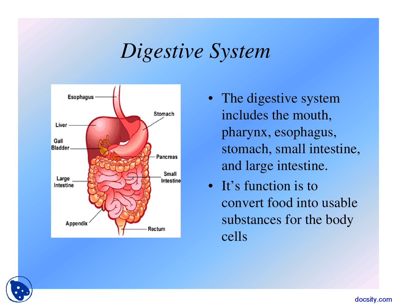 Digestive System - Biology - Lecture Slides - Docsity