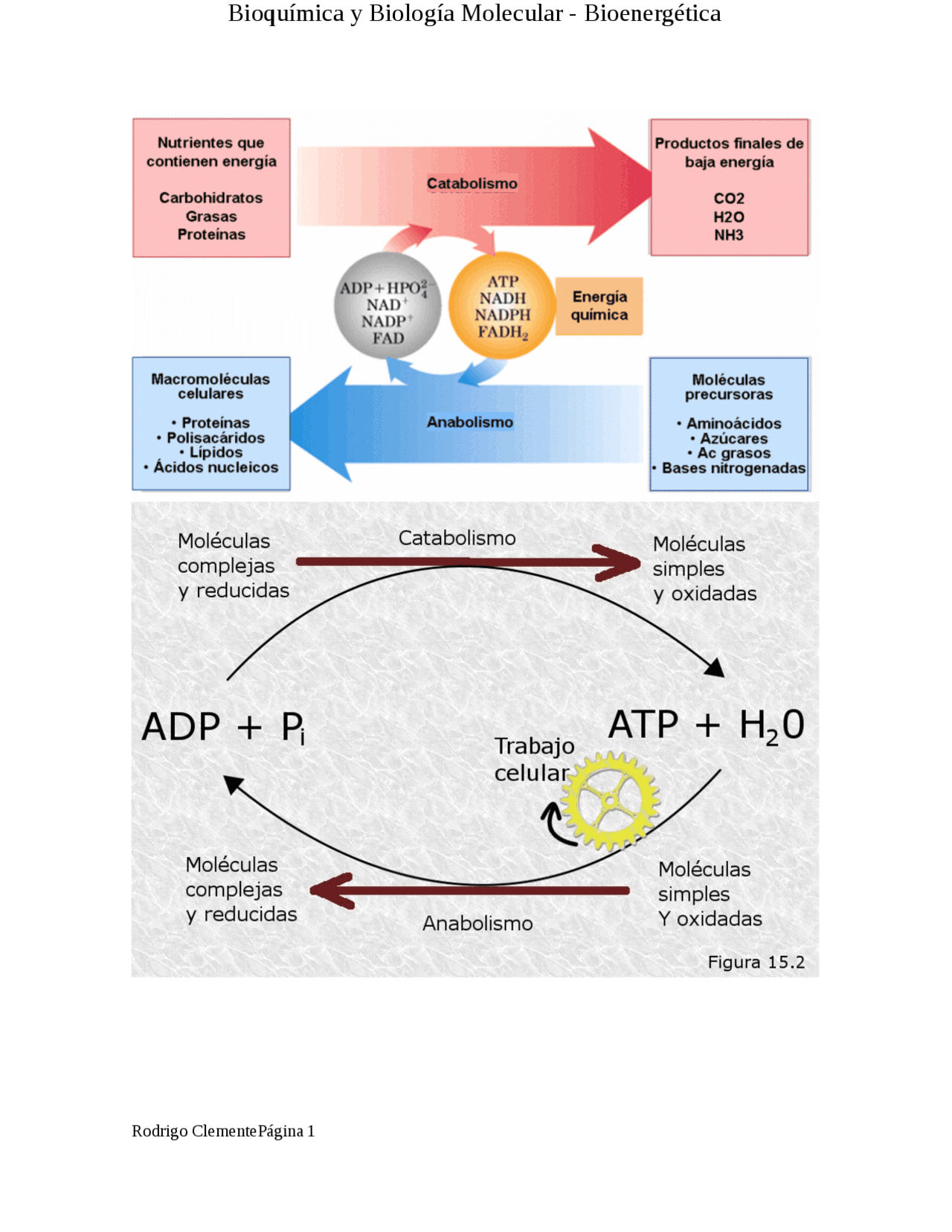 Bioenergética - Imágenes - Docsity