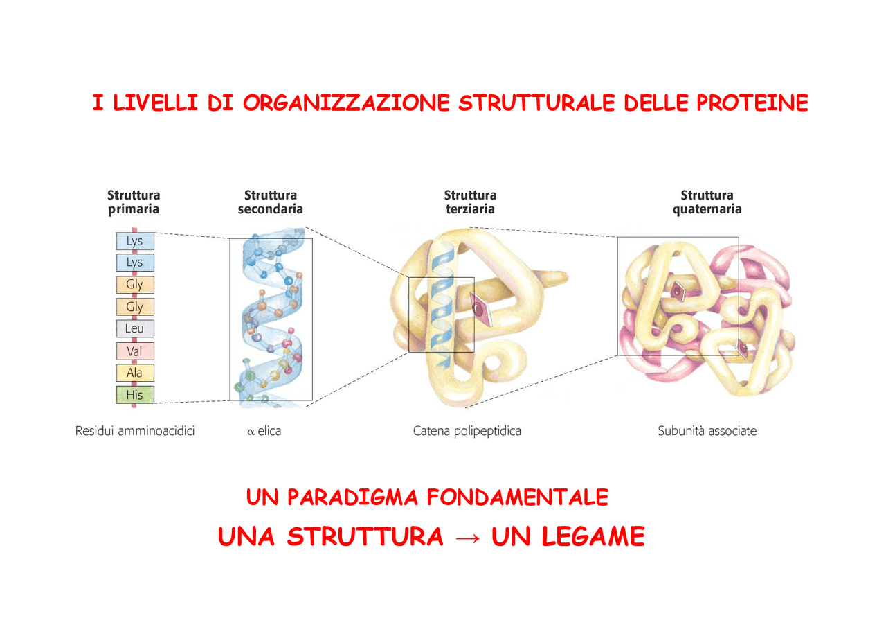 Dispensa la struttura delle proteine Docsity