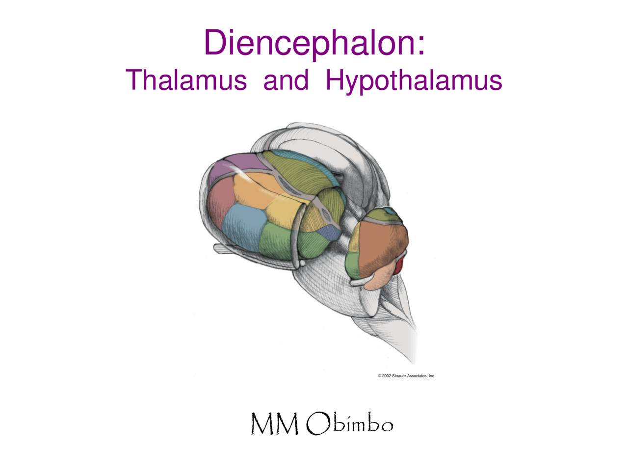 Thalamus and hypothalamus Biology Diagrams