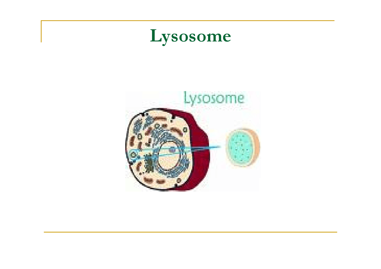 Lysosome - Cell Biology - Lecture Slides - Docsity