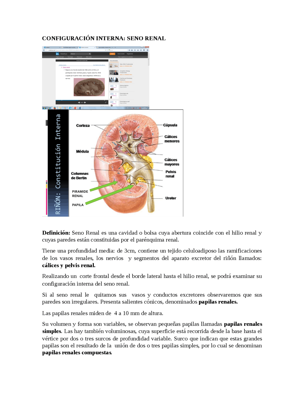 Anatomia interna de los riñones | Resúmenes de Anatomía | Docsity