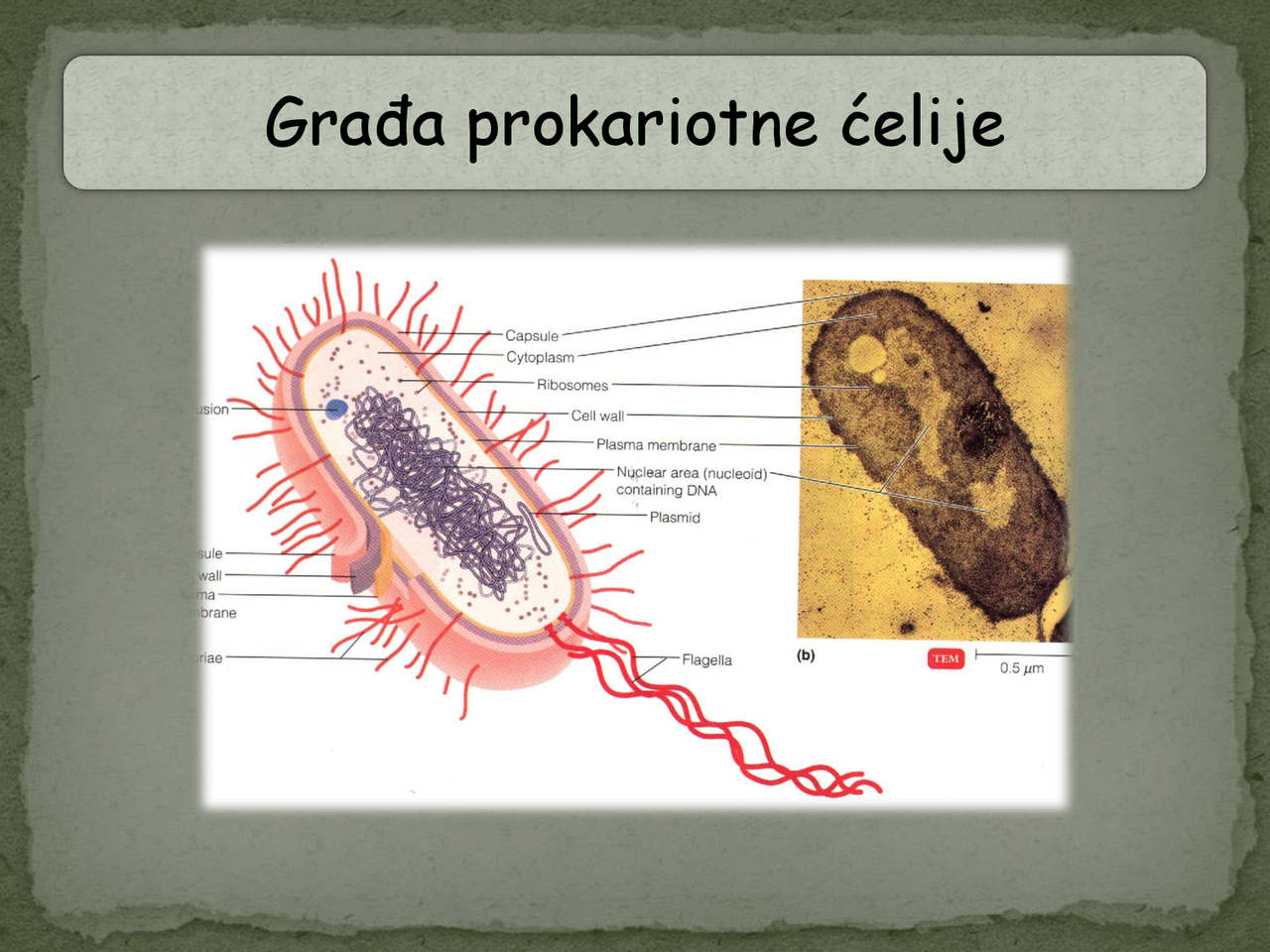 Građa bakterijske ćelije | Slajdovi' predlog Mikrobiologija - Docsity