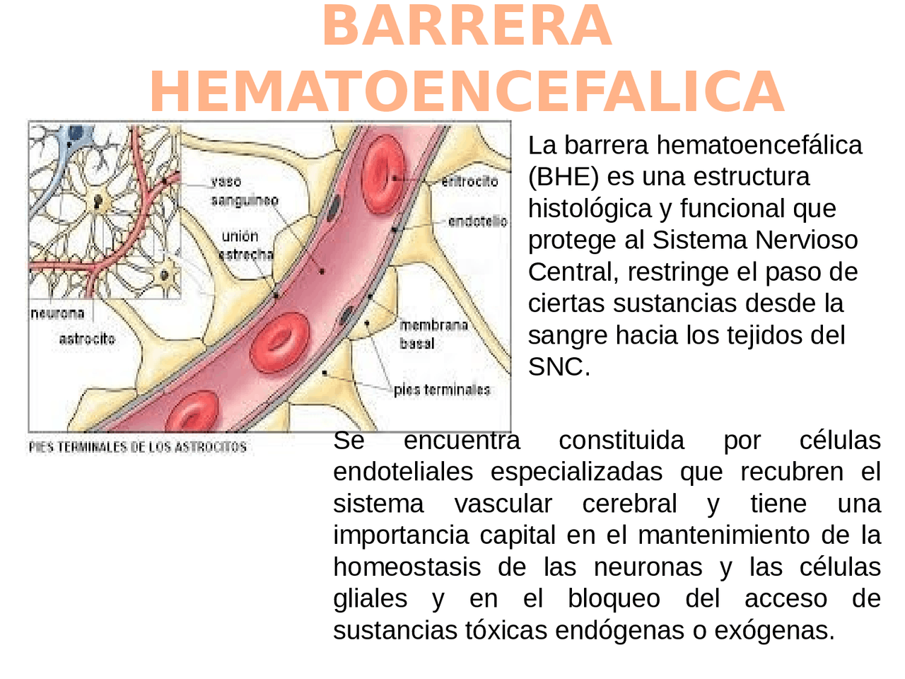 Quais São As Células Gliais Que Constituem A Barreira Hematoencefálica ...