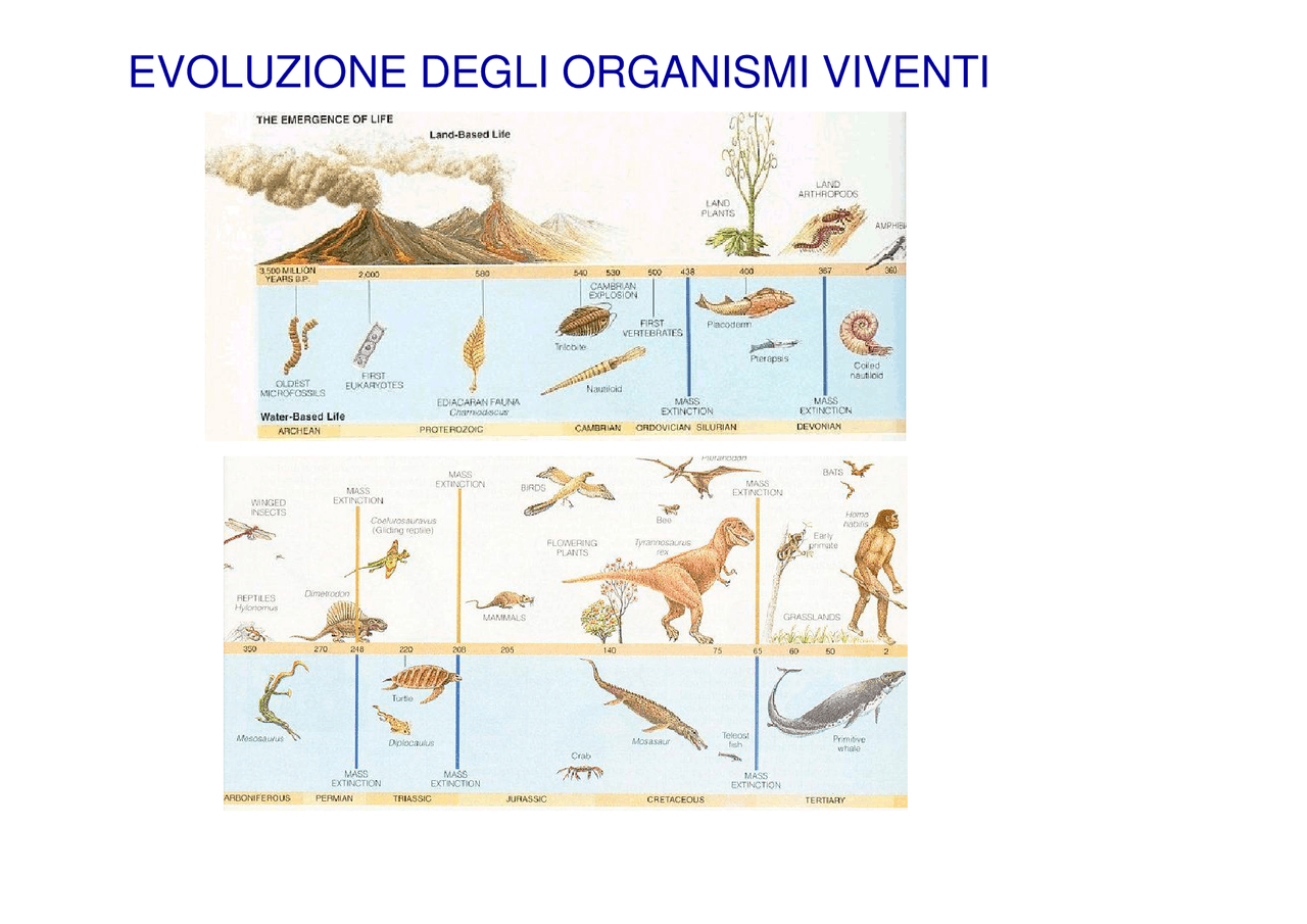 Processo Chimico Fondamentale Per La Vita Degli Organismi Vegetali Biologia vegetale: evoluzione organismi viventi - Docsity