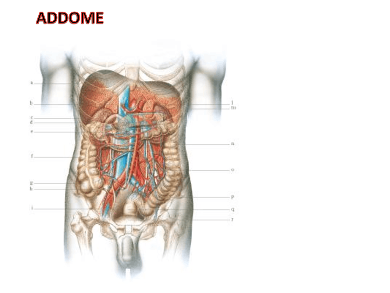 Addome, cavità addominale e organi - Docsity patch addome collistar