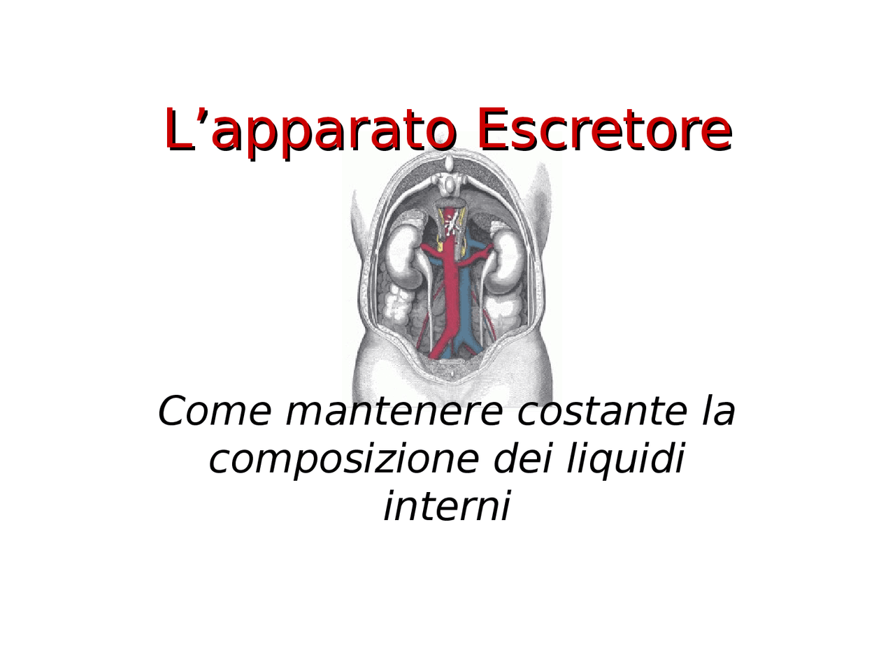 Apparato Escretore Come Funziona E Altro Docsity Apparato escretore come funziona e altro docsity