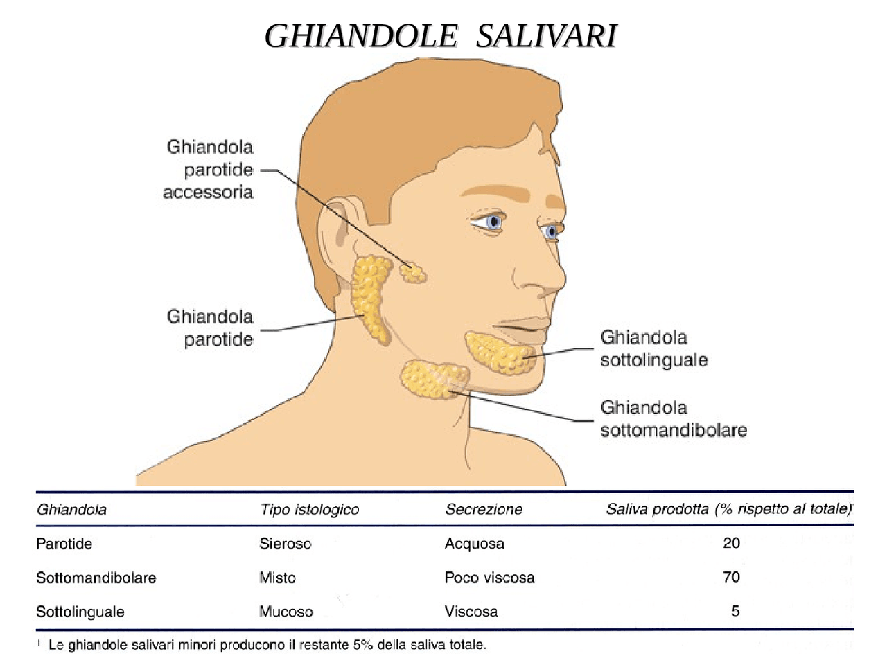 Fisiologia Digestione Docsity Fisiologia Digestione Docsity